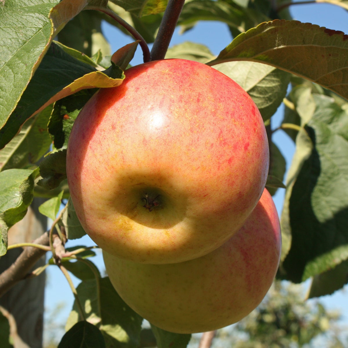 äpple 'Särsö'