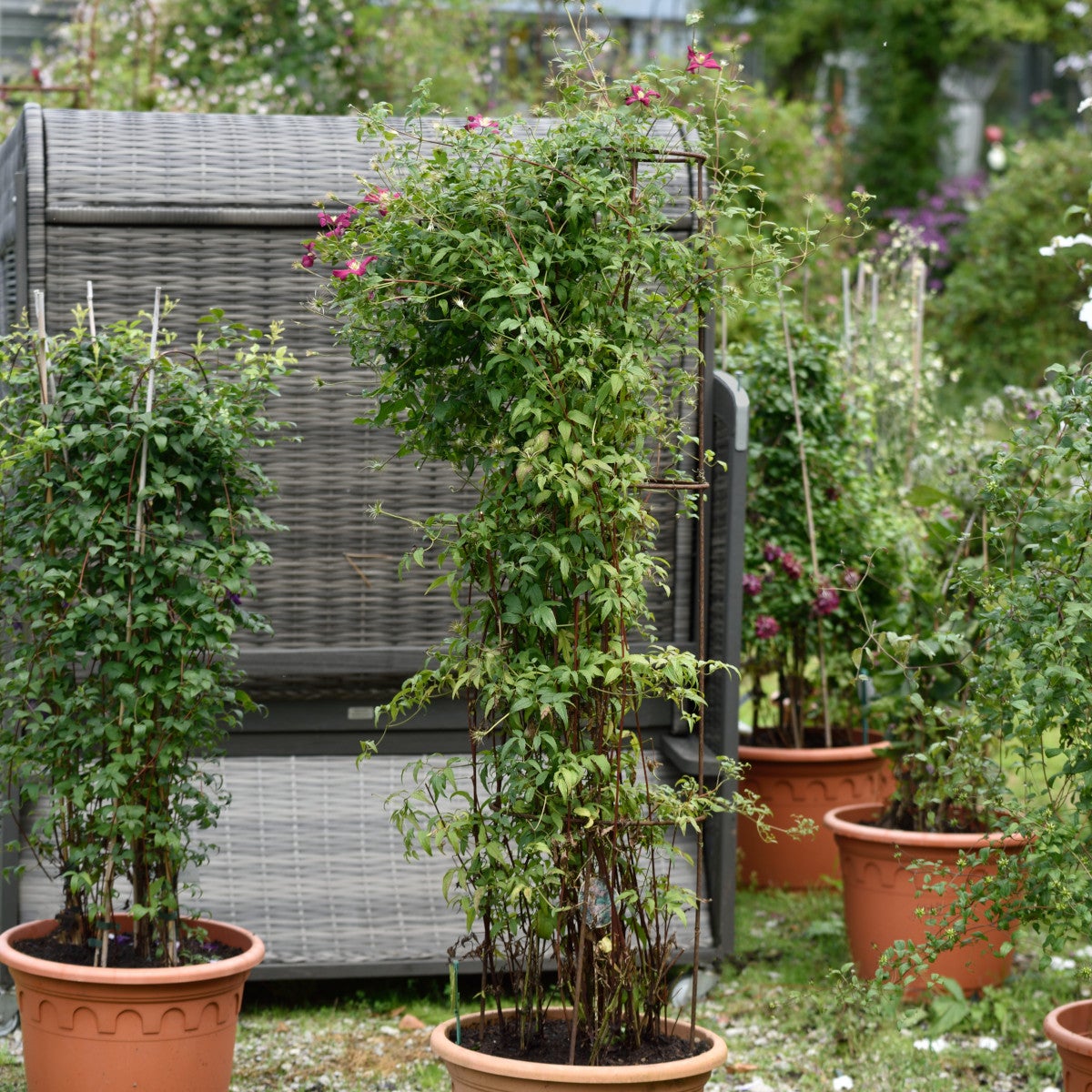 viticella-klematis 'Mme Julia Correvon'