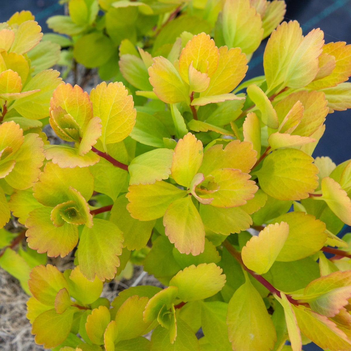 björkspirea 'Tor Gold'PBR