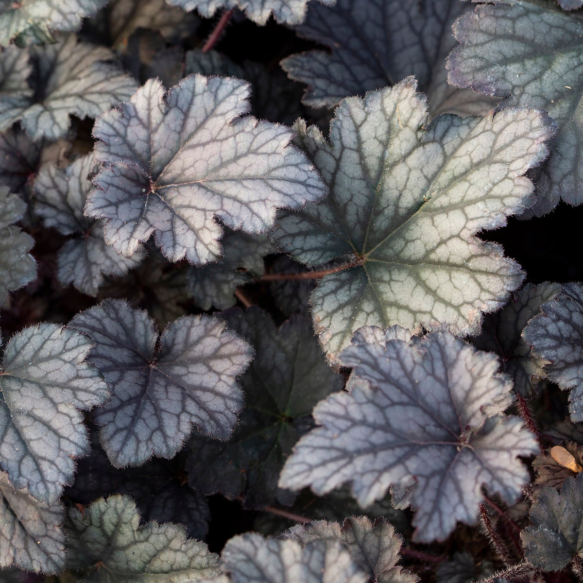 alunrot 'Frosted Violet'