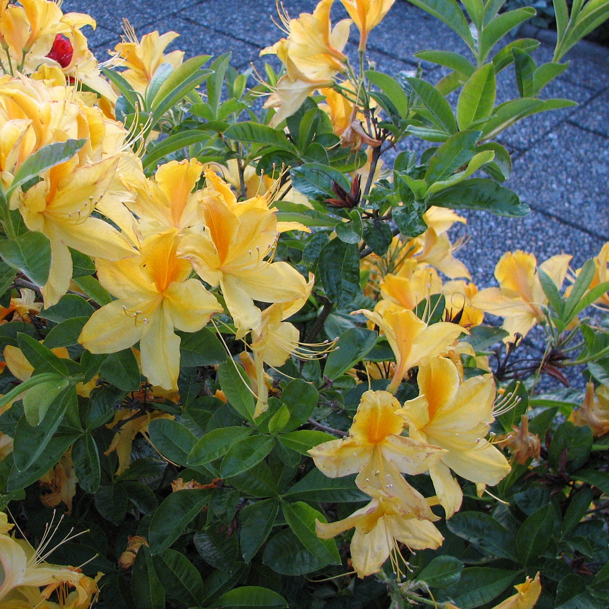 trädgårdsazalea 'Klondyke'