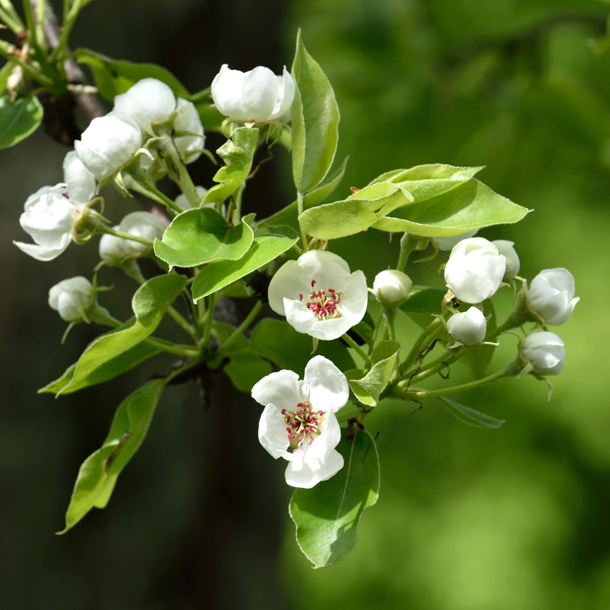 päron Gråpäron ('Jut')