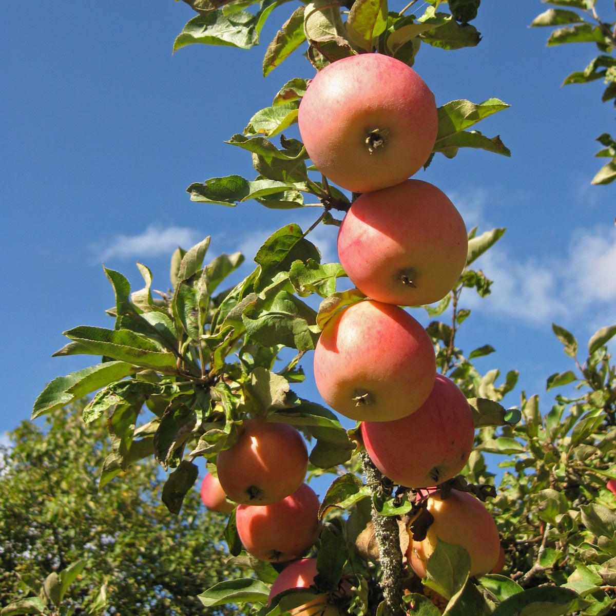 äpple 'Åkerö'