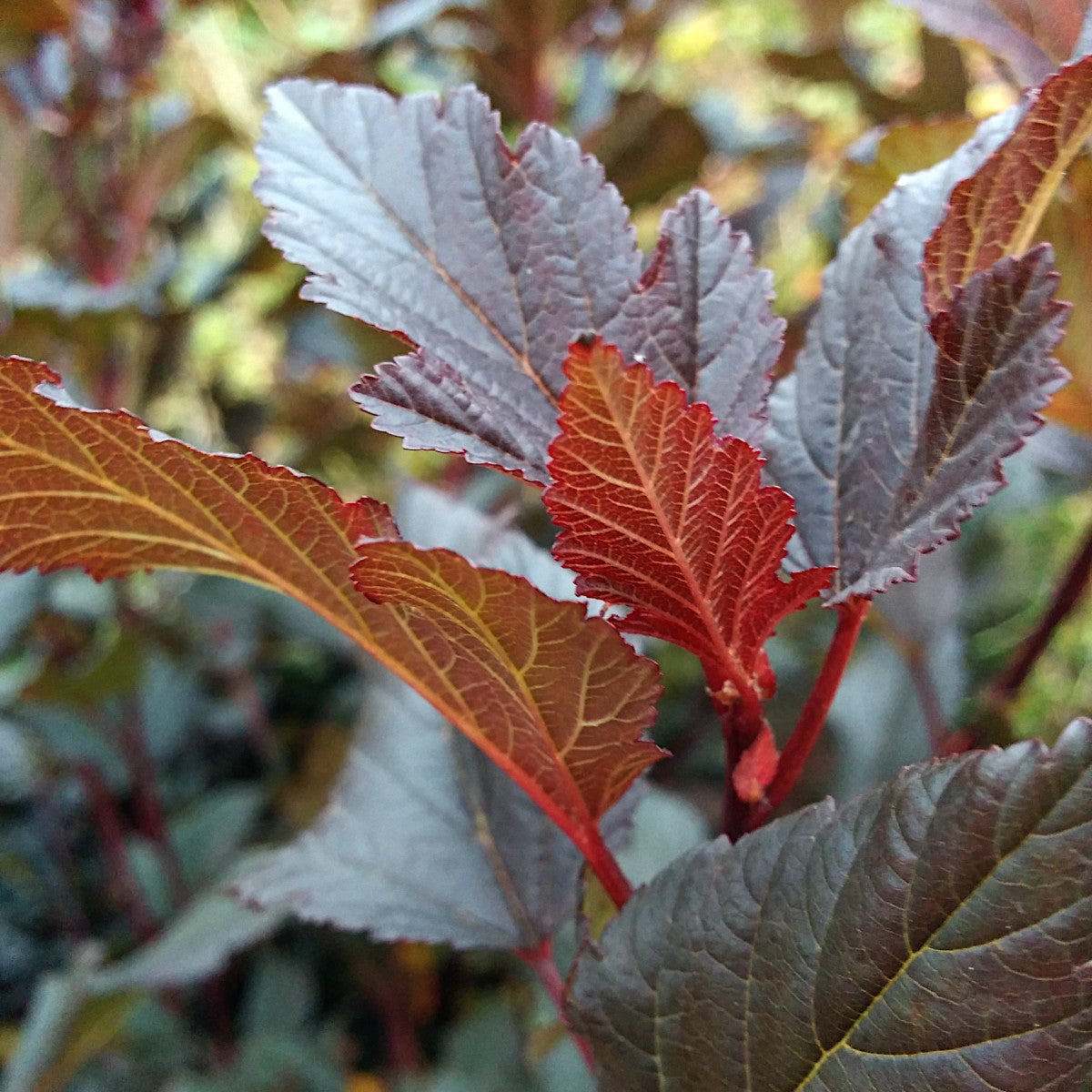 smällspirea Summerwine
