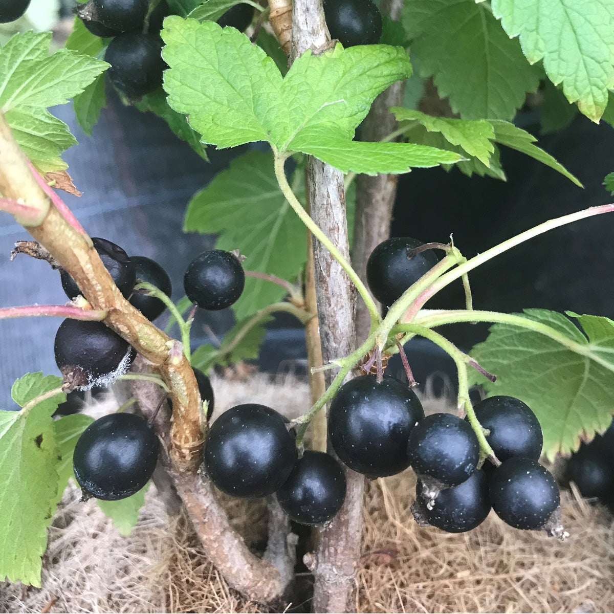 svarta vinbär 'Ben Gairn'