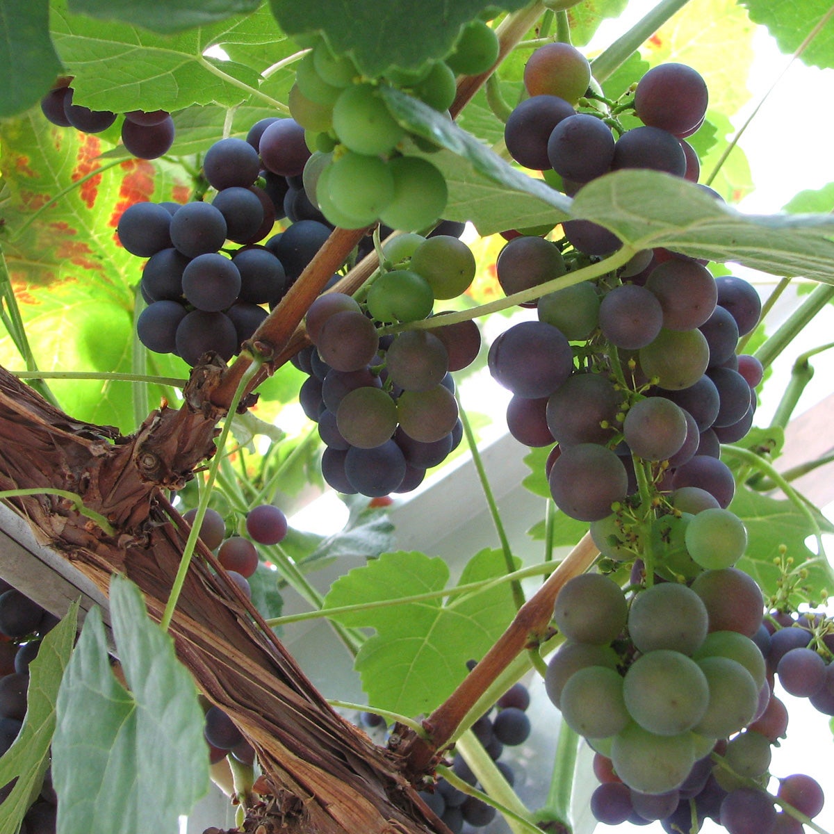 labruskavin 'Schuyler'