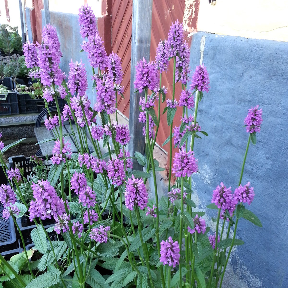 axbetonika 'Hummelo'