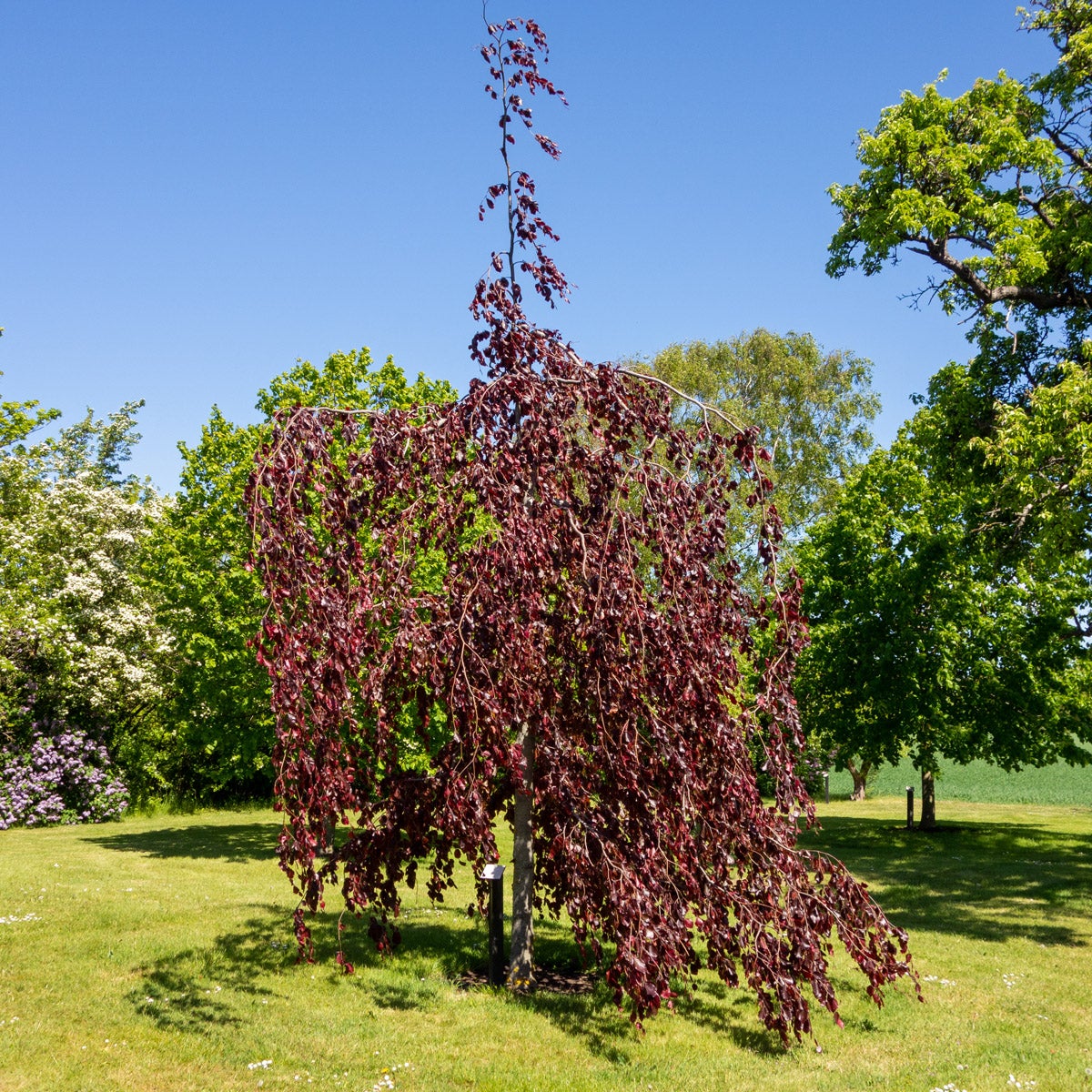 hängblodbok