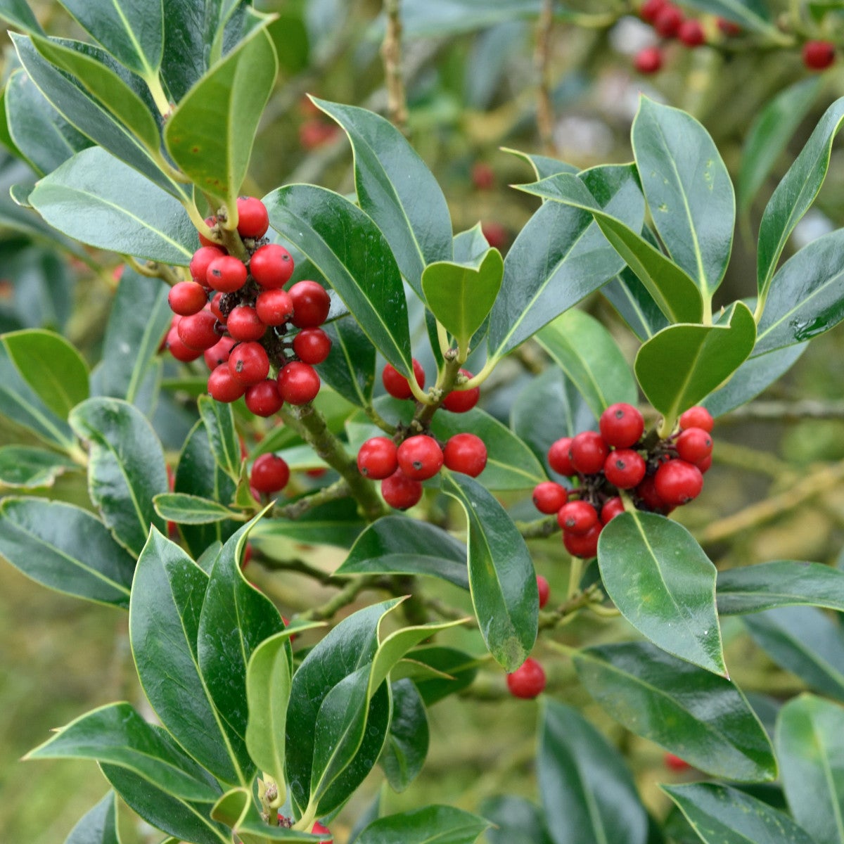 järnek 'Pyramidalis'
