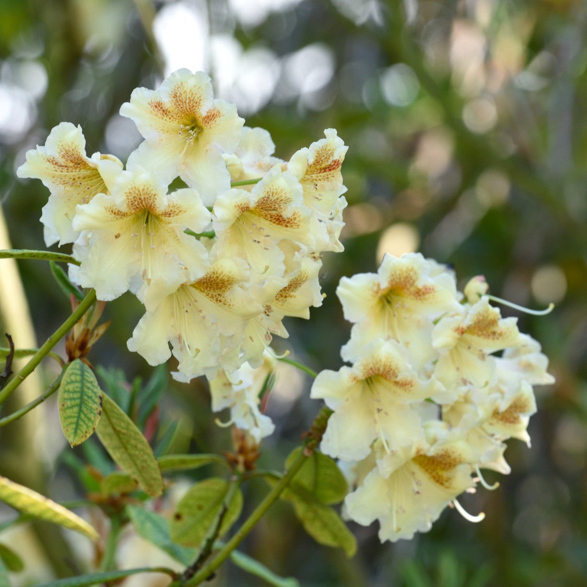 fortunei-rododendron 'Bernstein'