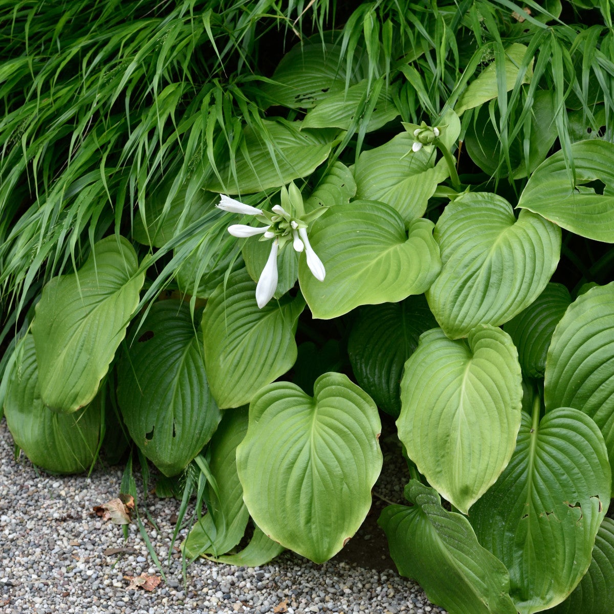 funkia 'Royal Standard'