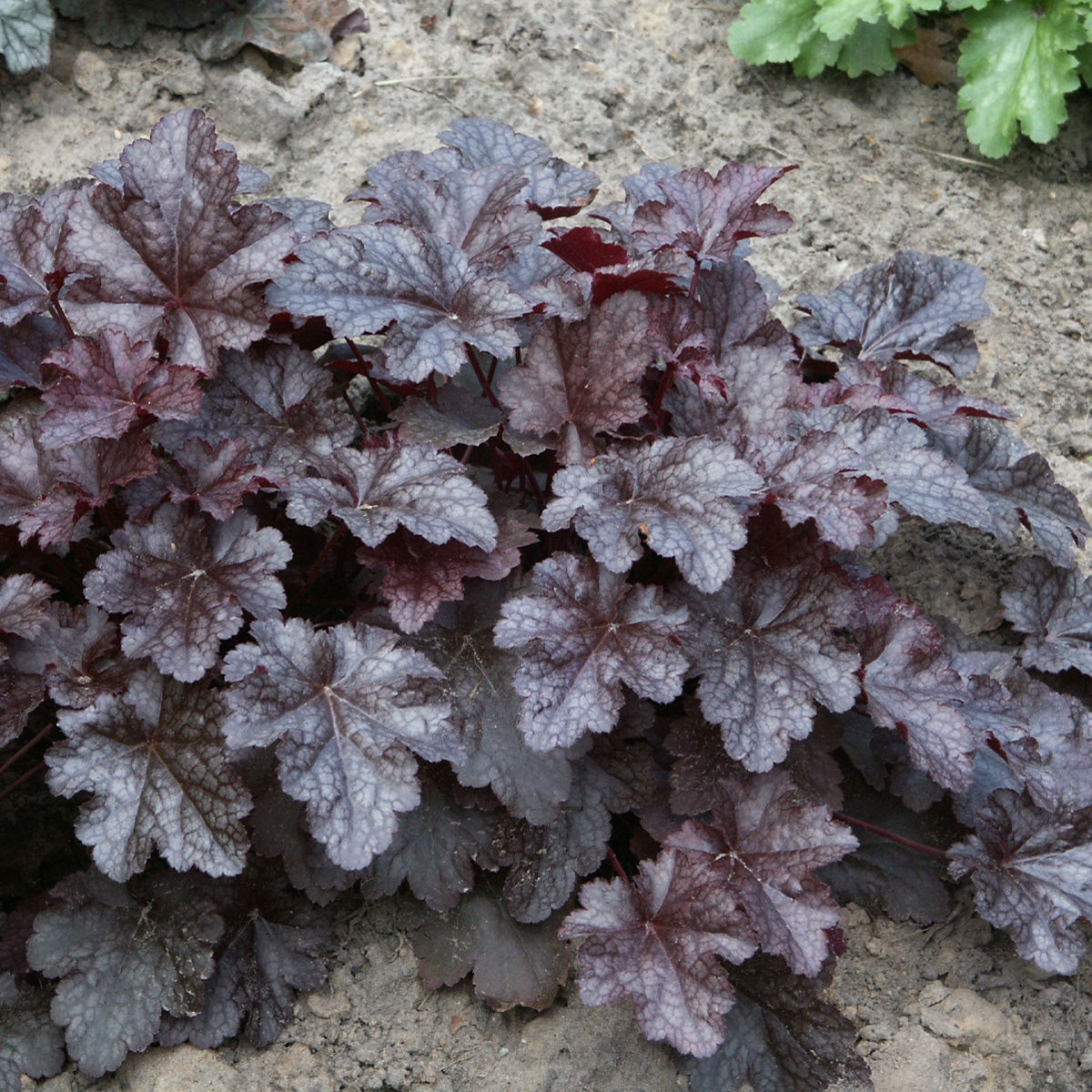 alunrot 'Plum Pudding'