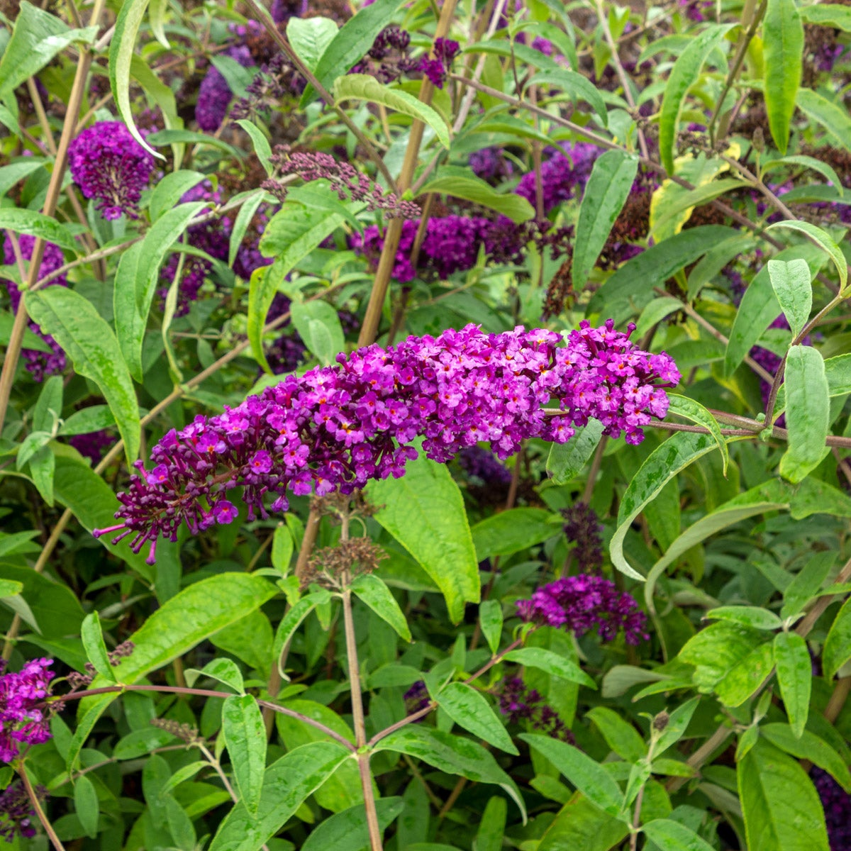 syrenbuddleja 'Royal Red'