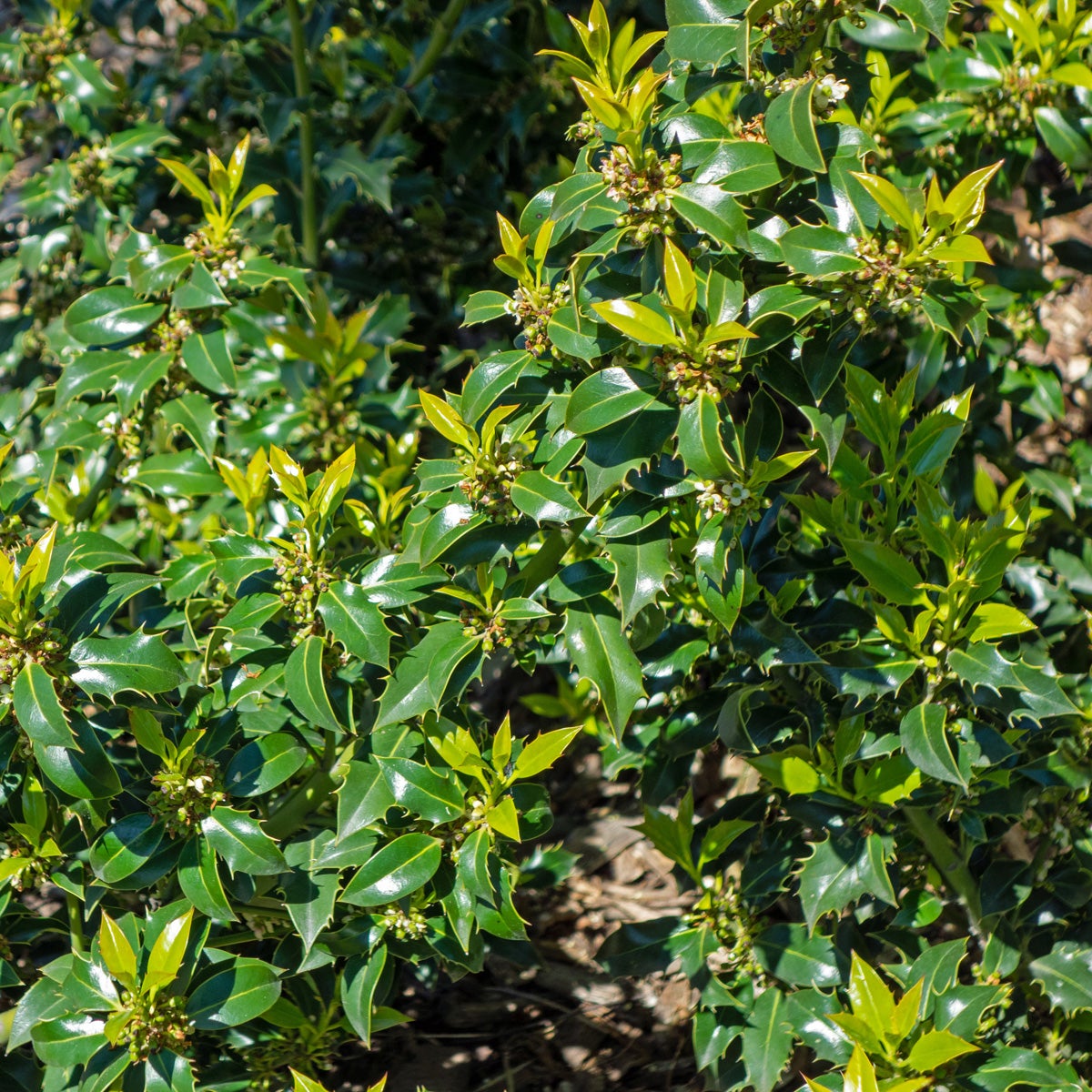 japansk järnek Dark Green