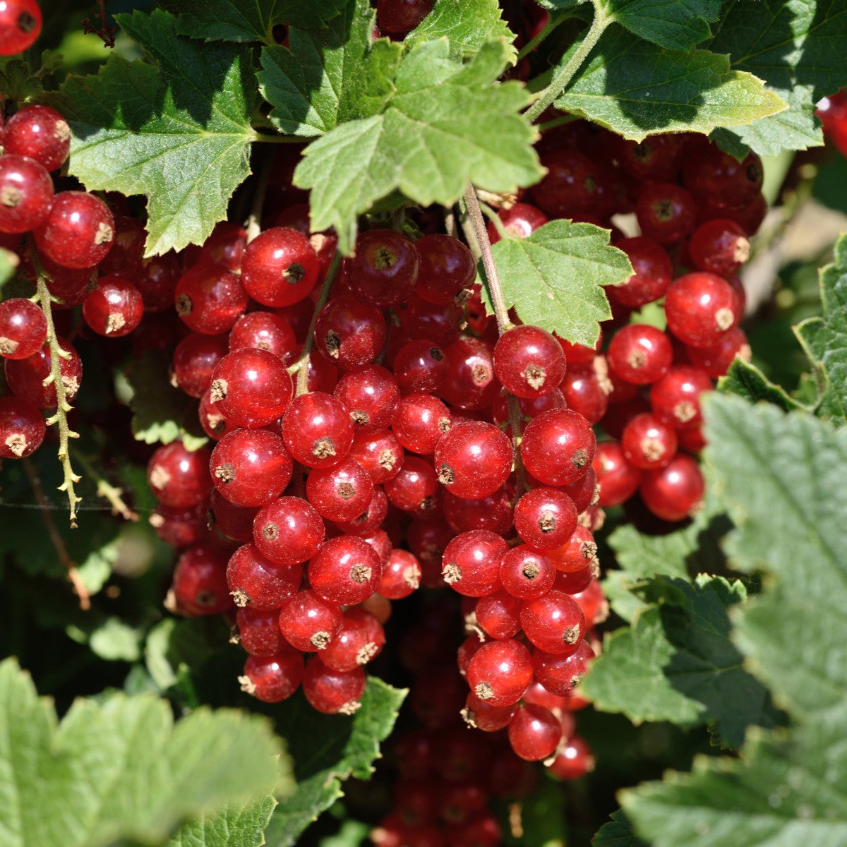 röda vinbär 'Punahilkka'