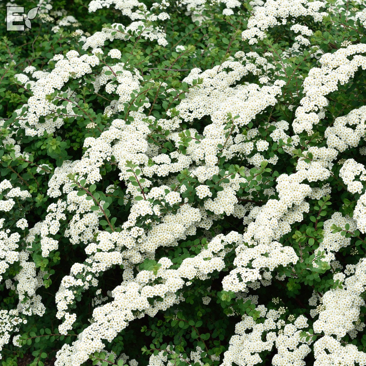 girlandspirea E