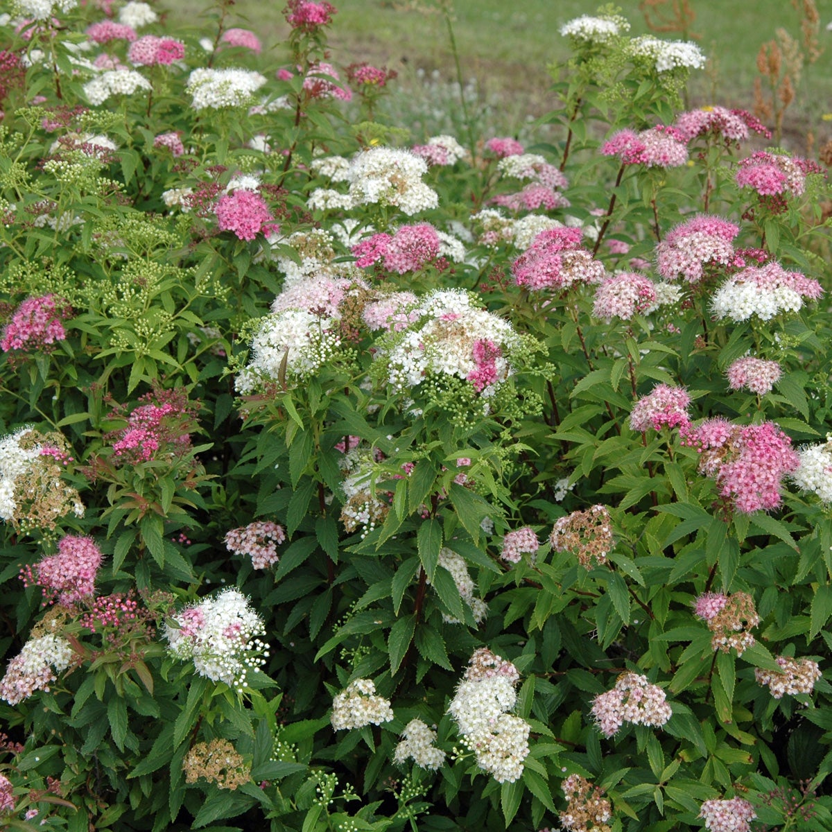 brokspirea