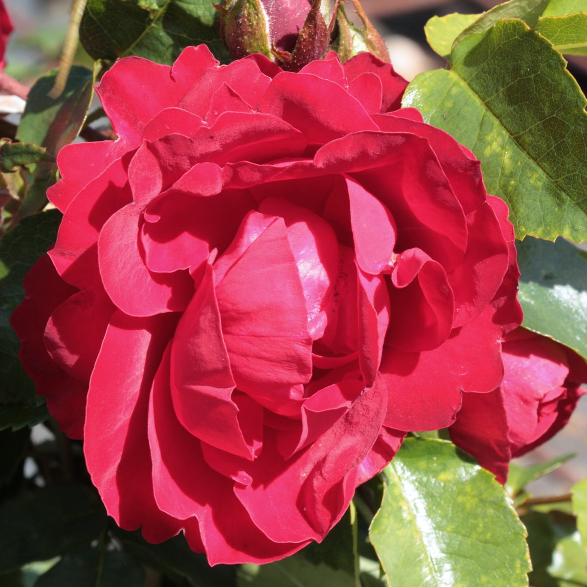 storblommig klätterros Amadeus®