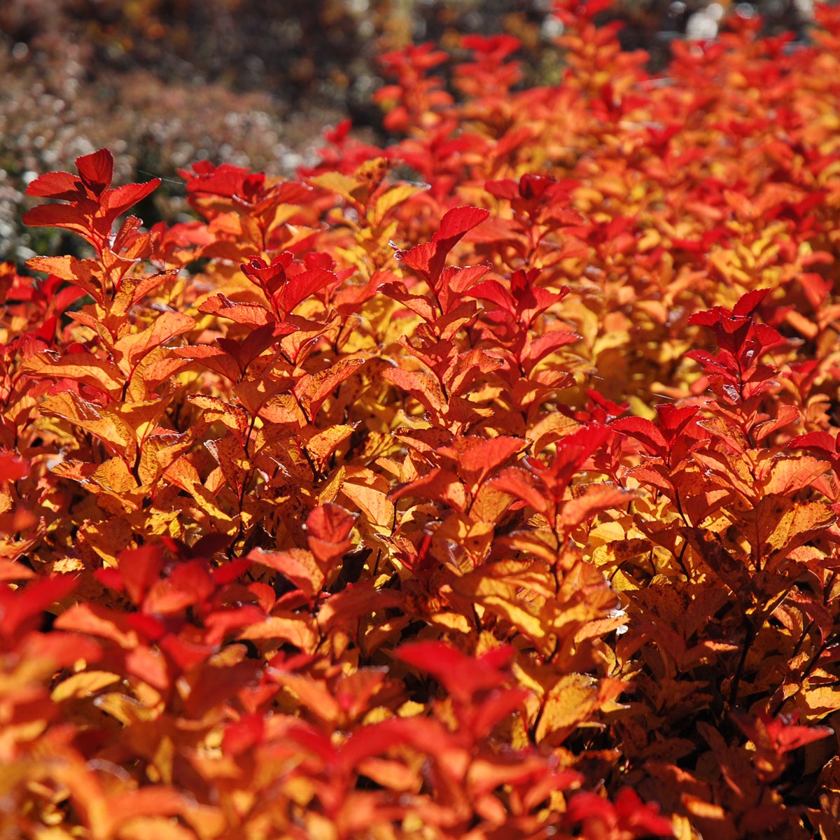 amerikansk praktspirea