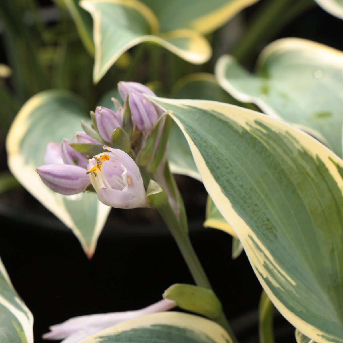 blåfunkia 'First Frost'
