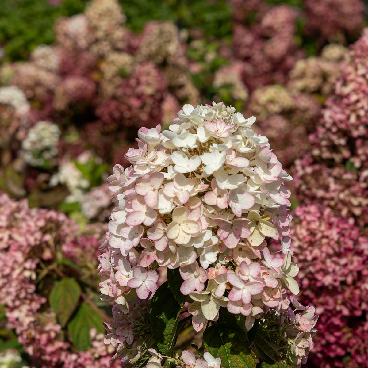 vipphortensia Tickled Pink