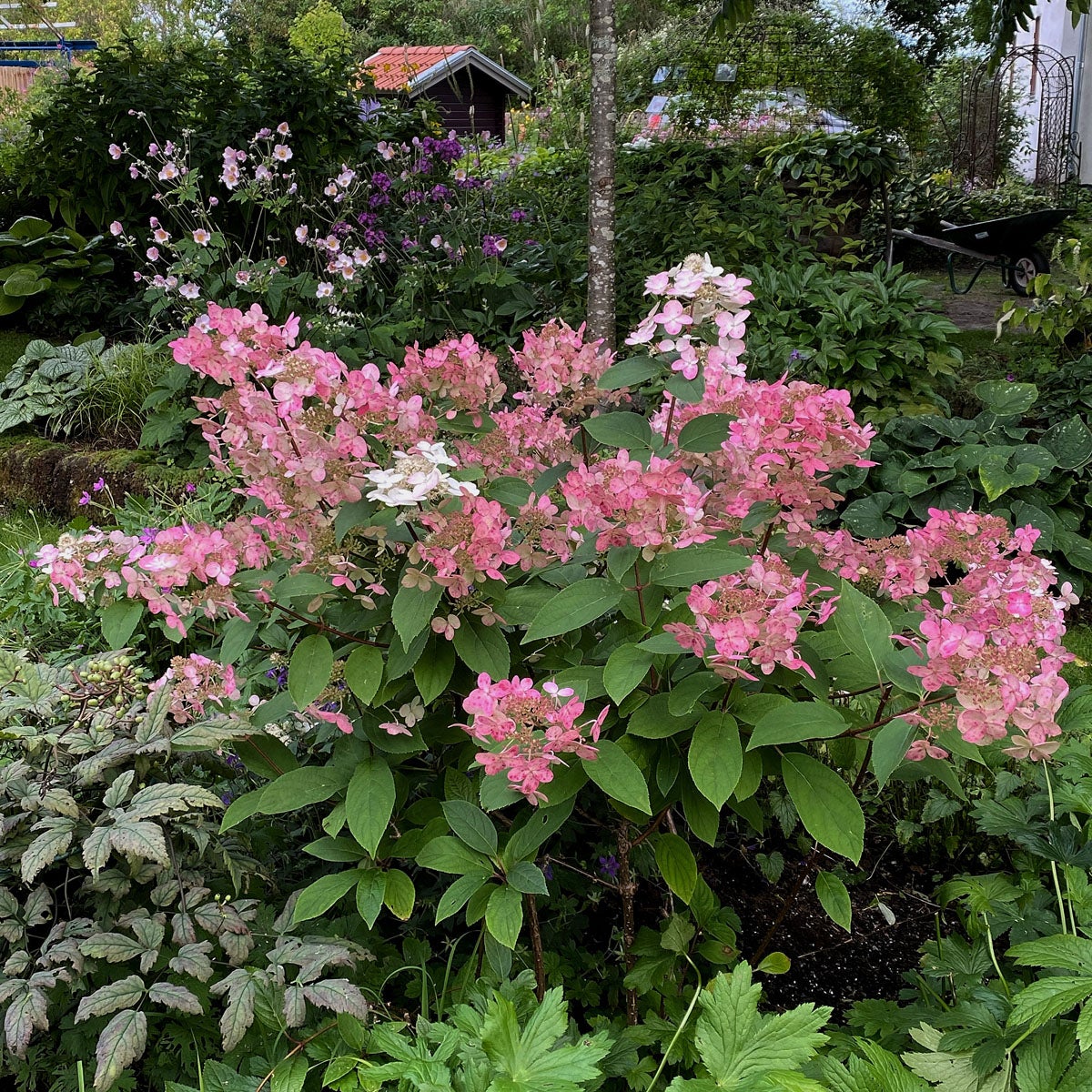vipphortensia 'Wim's Red'PBR