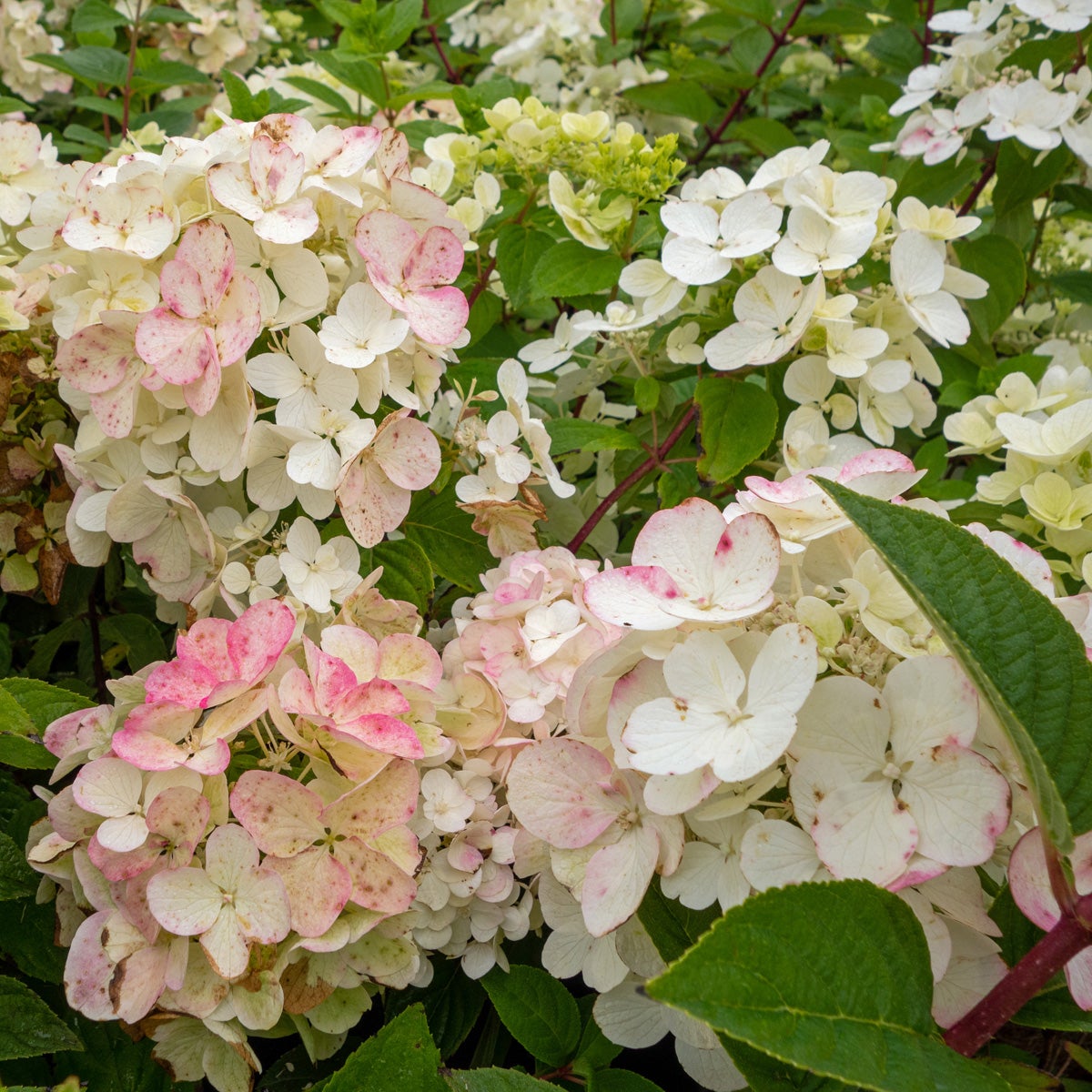 vipphortensia Diamond Rouge