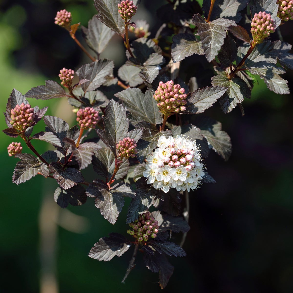 smällspirea 'Diabolo'