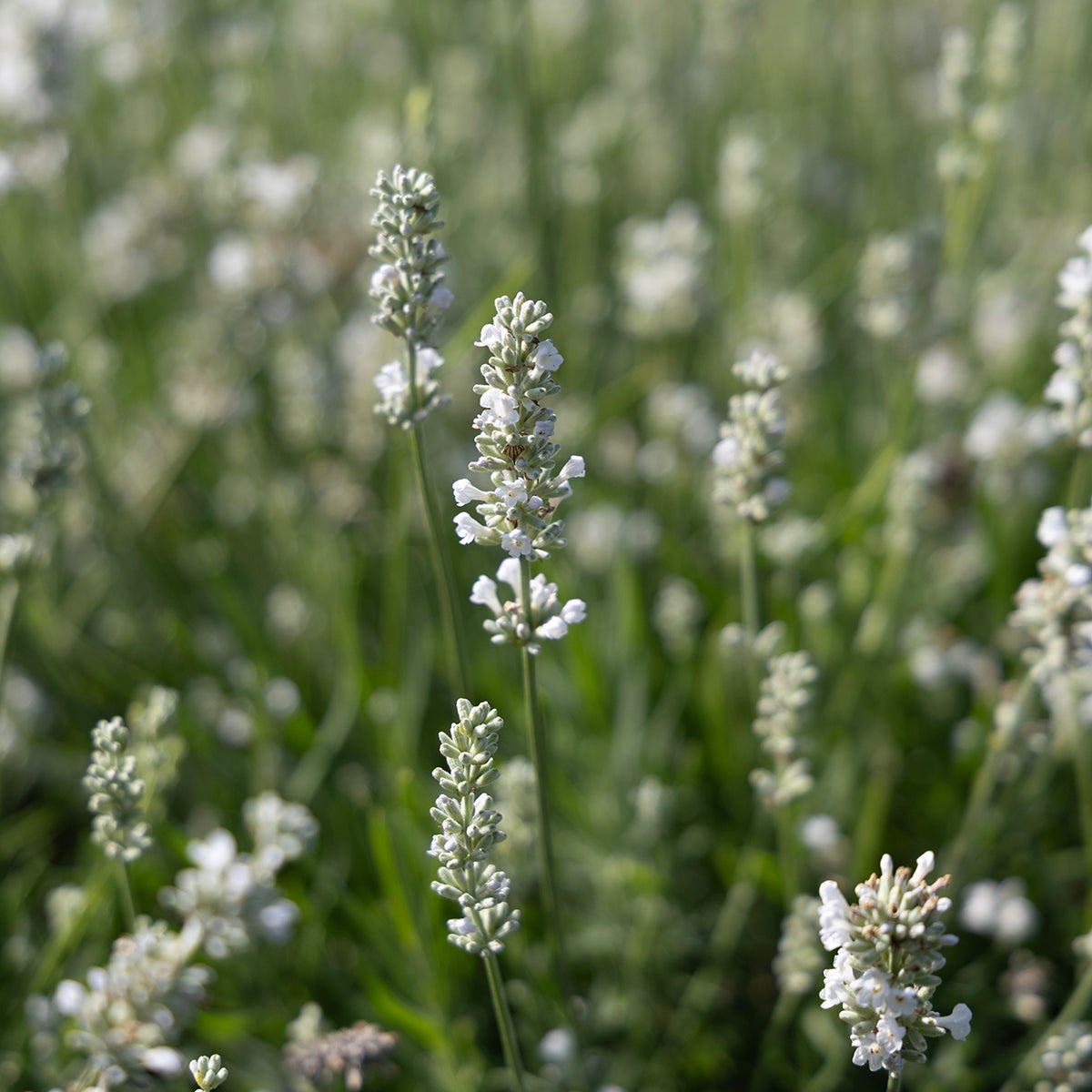 lavendel 'Artic Snow'