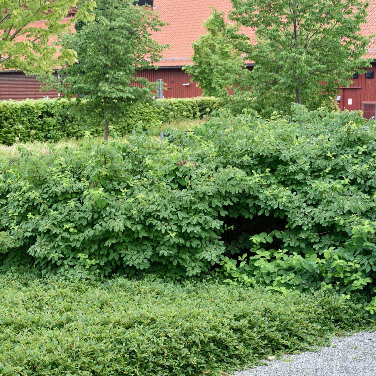 skogstry 'Compacta'