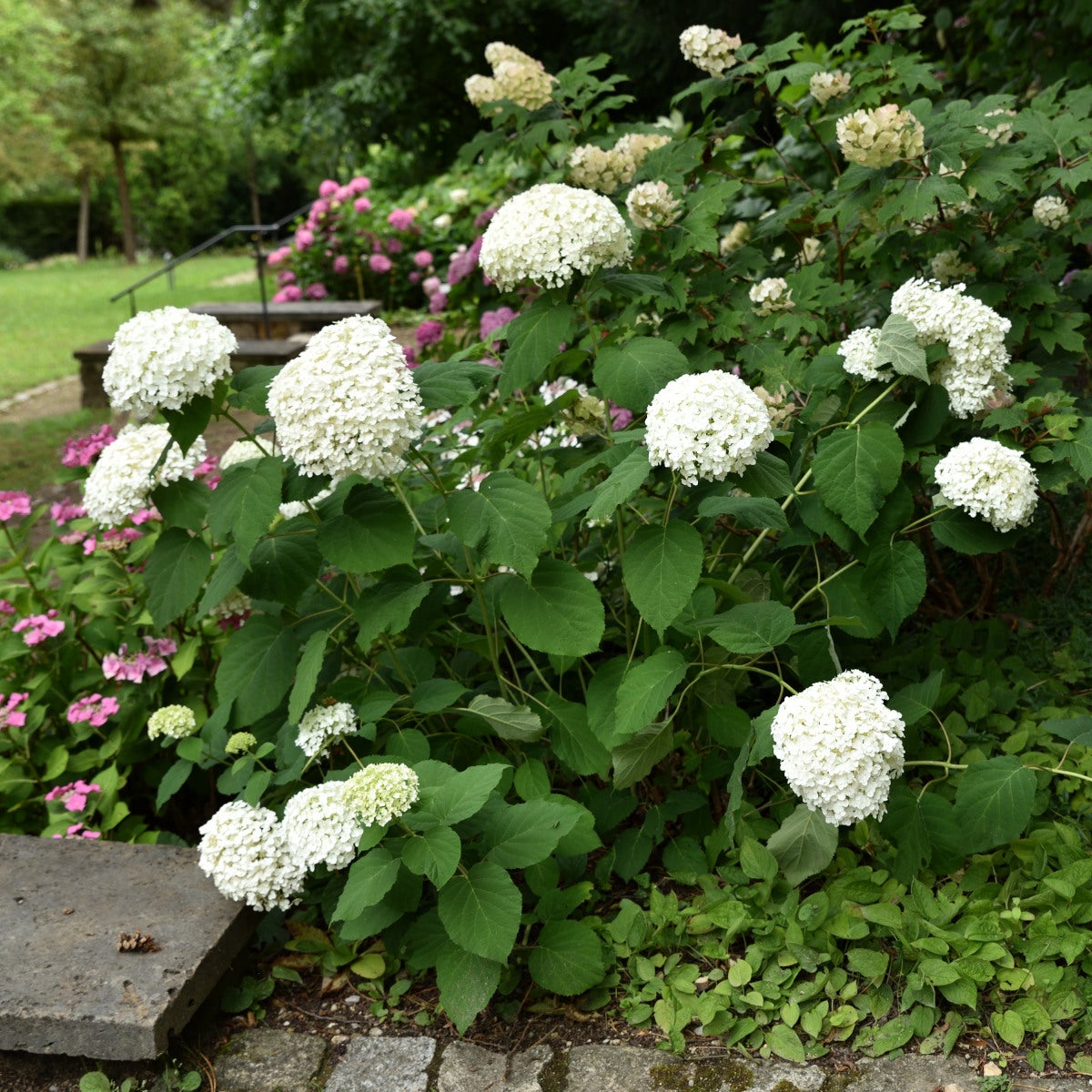 vidjehortensia Strong Annabelle®