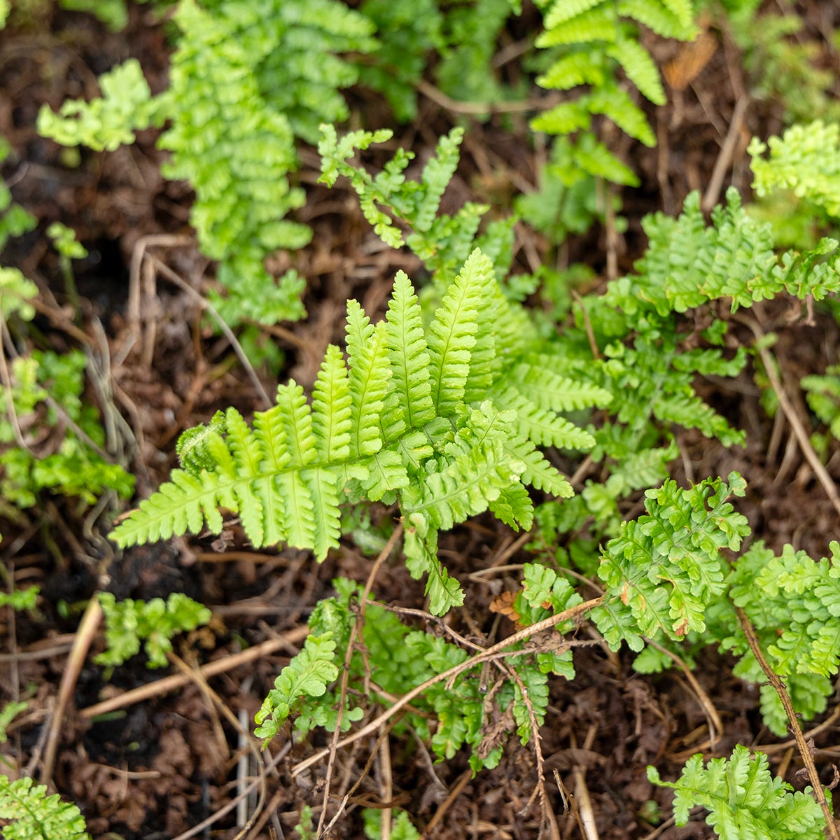 raggträjon 'Crispa'