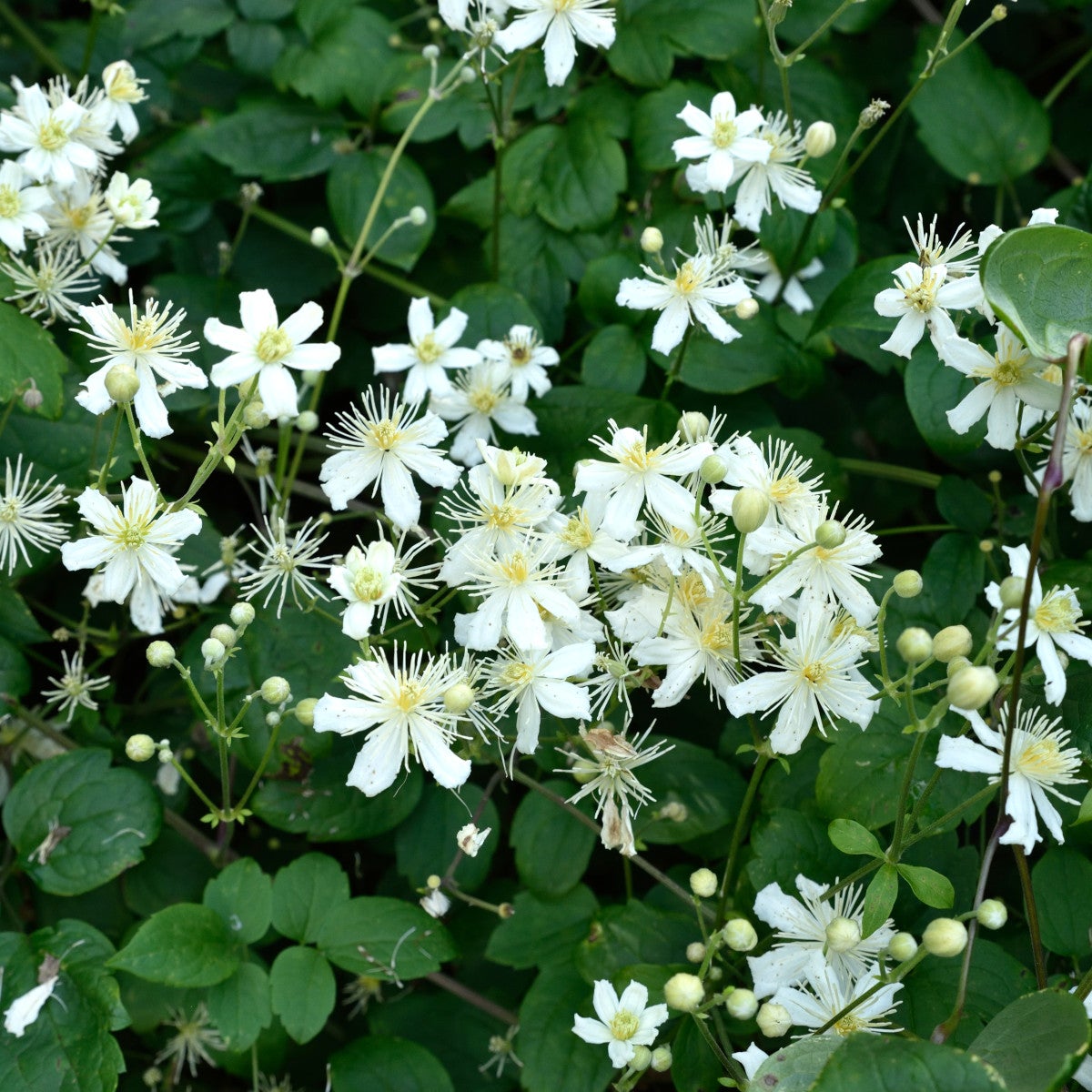 vitalba-klematis 'Paul Farges'