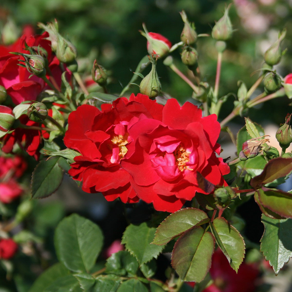 kordesii-ros 'Champlain'