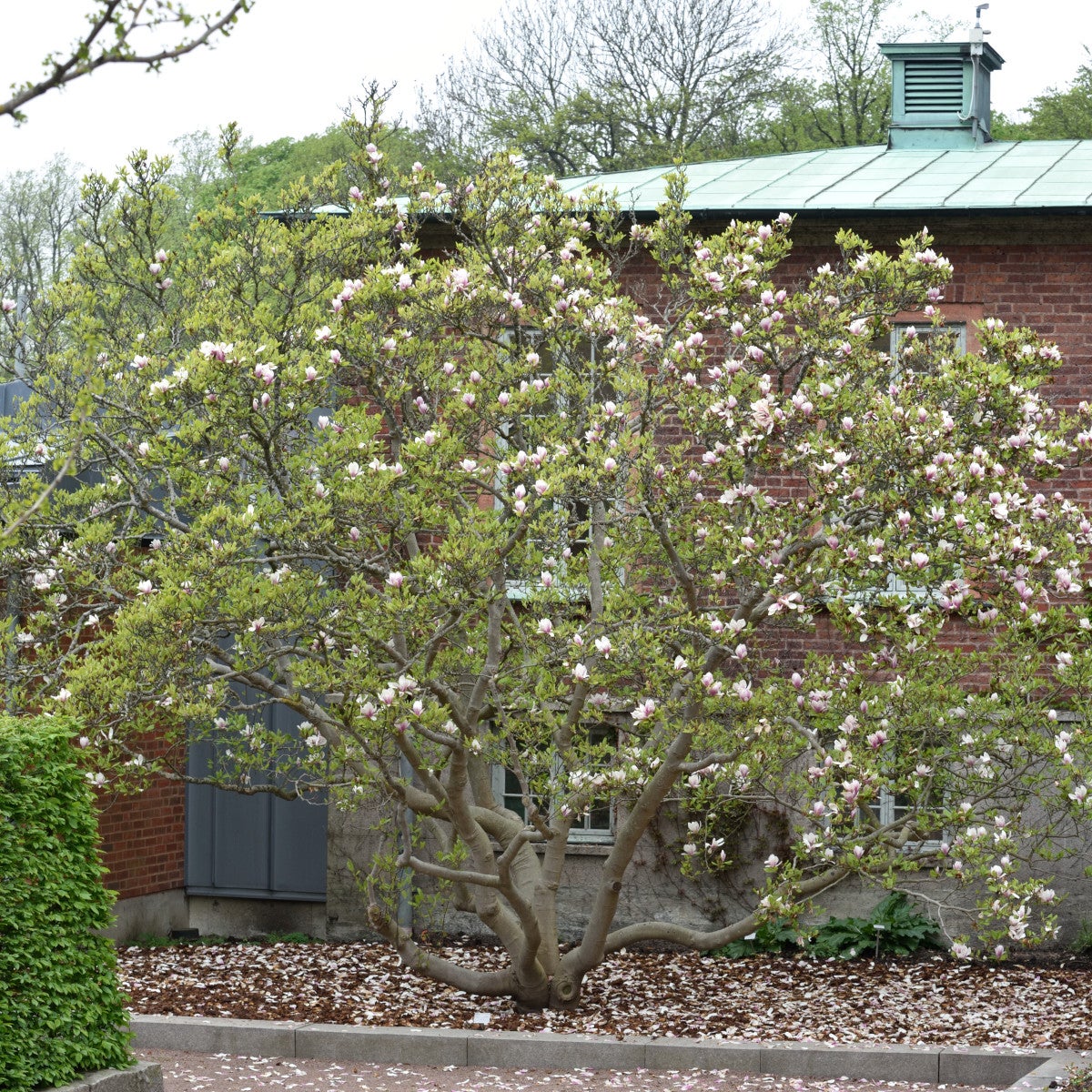 praktmagnolia