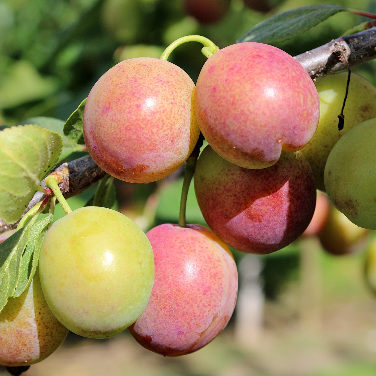 plommon 'Allmänt Rödplommon'