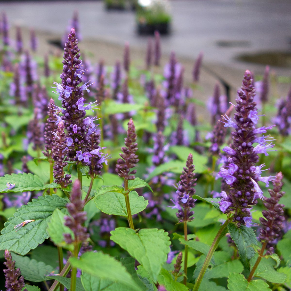 koreansk anisisop 'Little Adder'