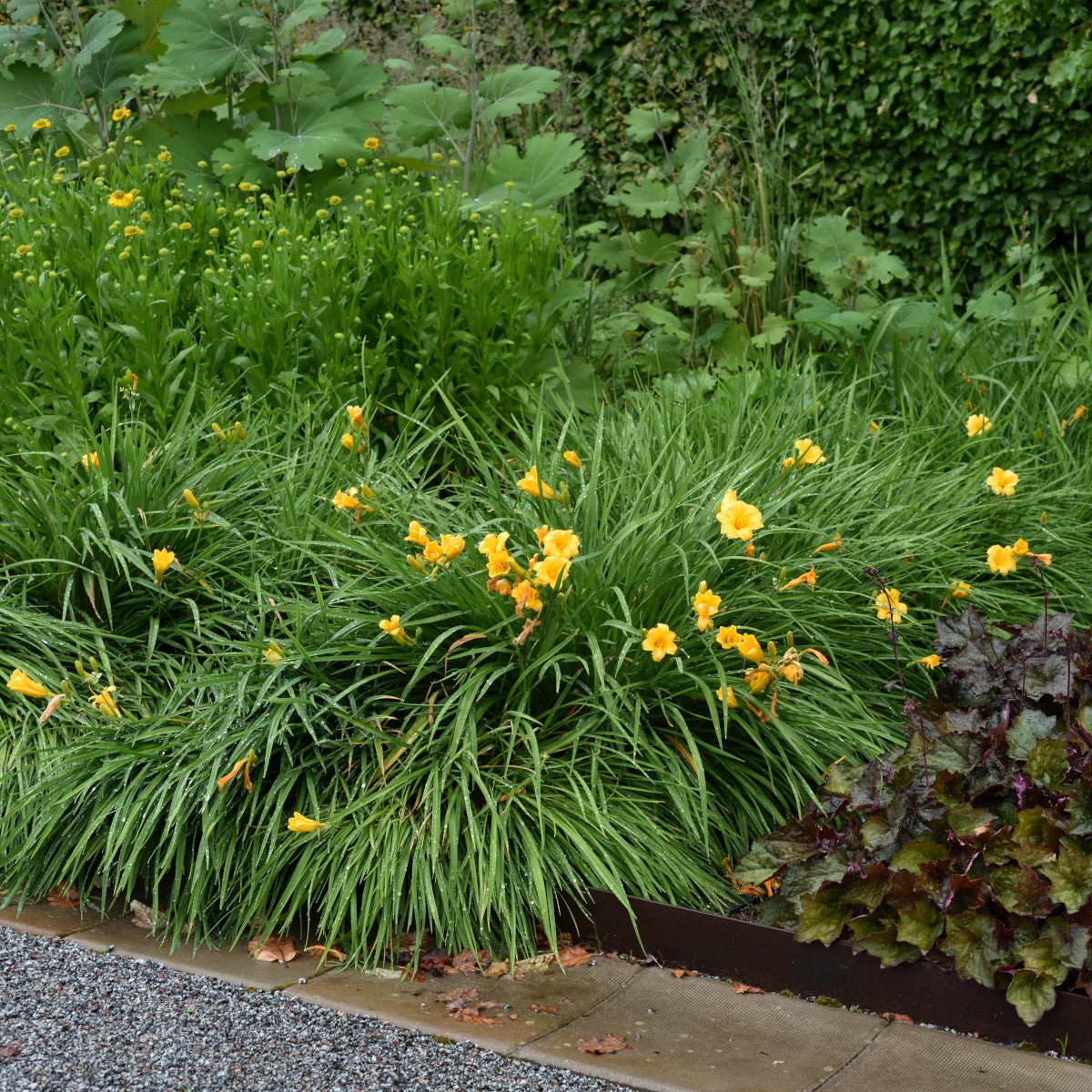 daglilja 'Stella de Oro'