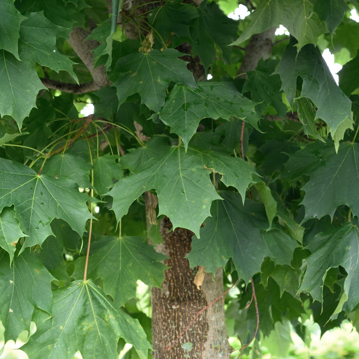skogslönn 'Columnare'