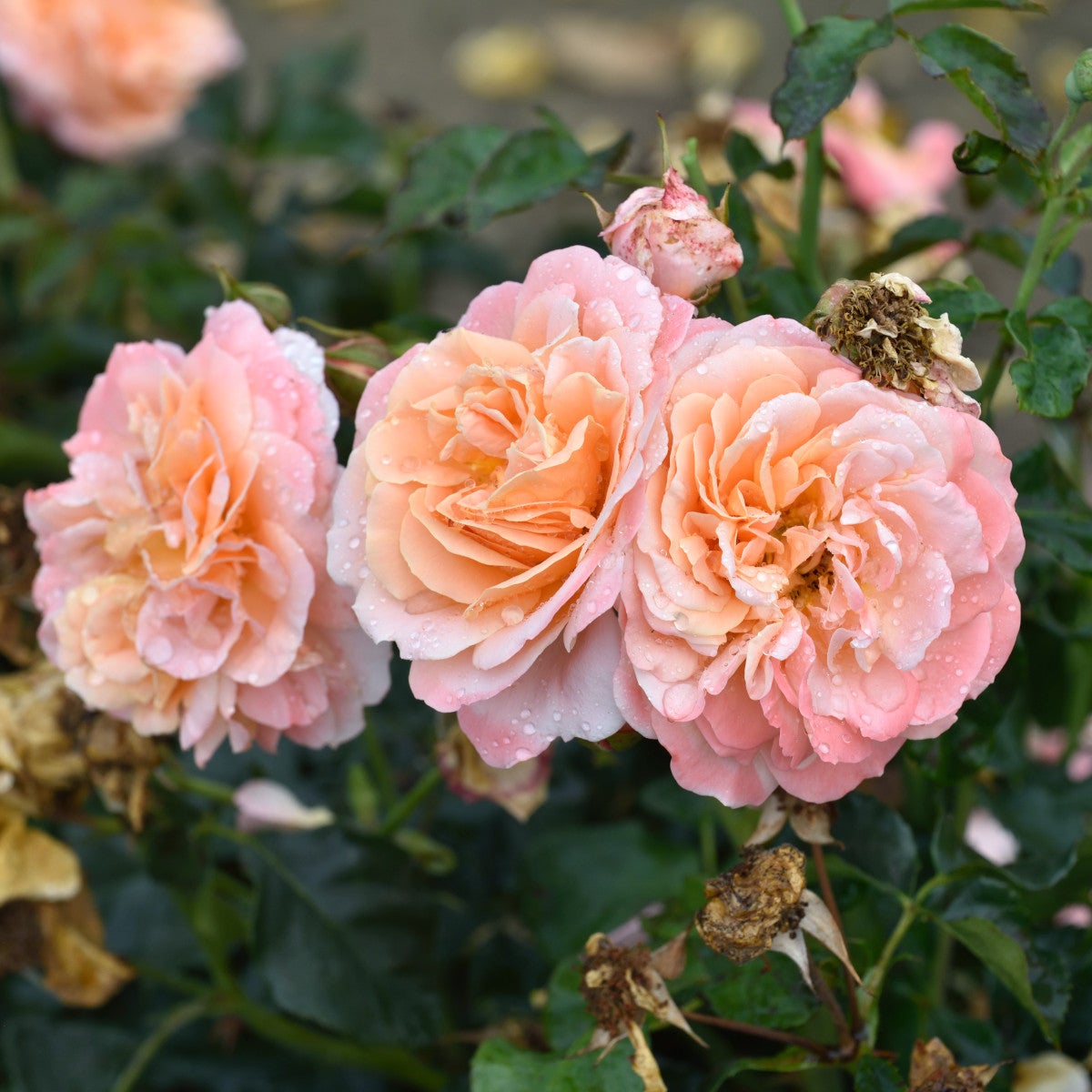 floribundaros Kalmar