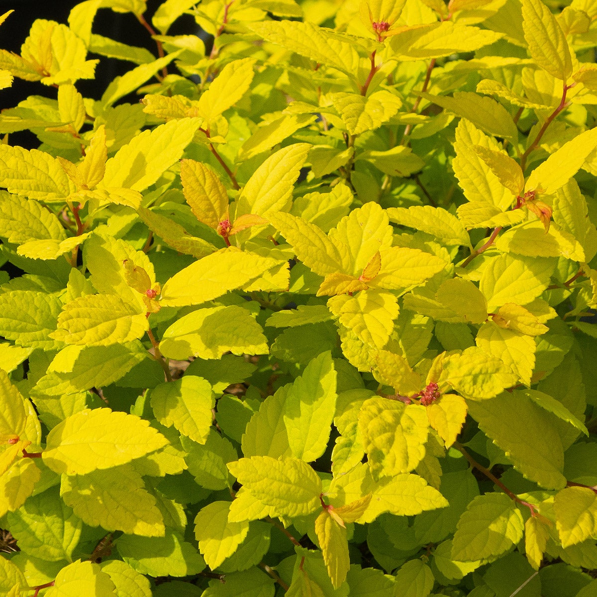 praktspirea 'Goldmound'