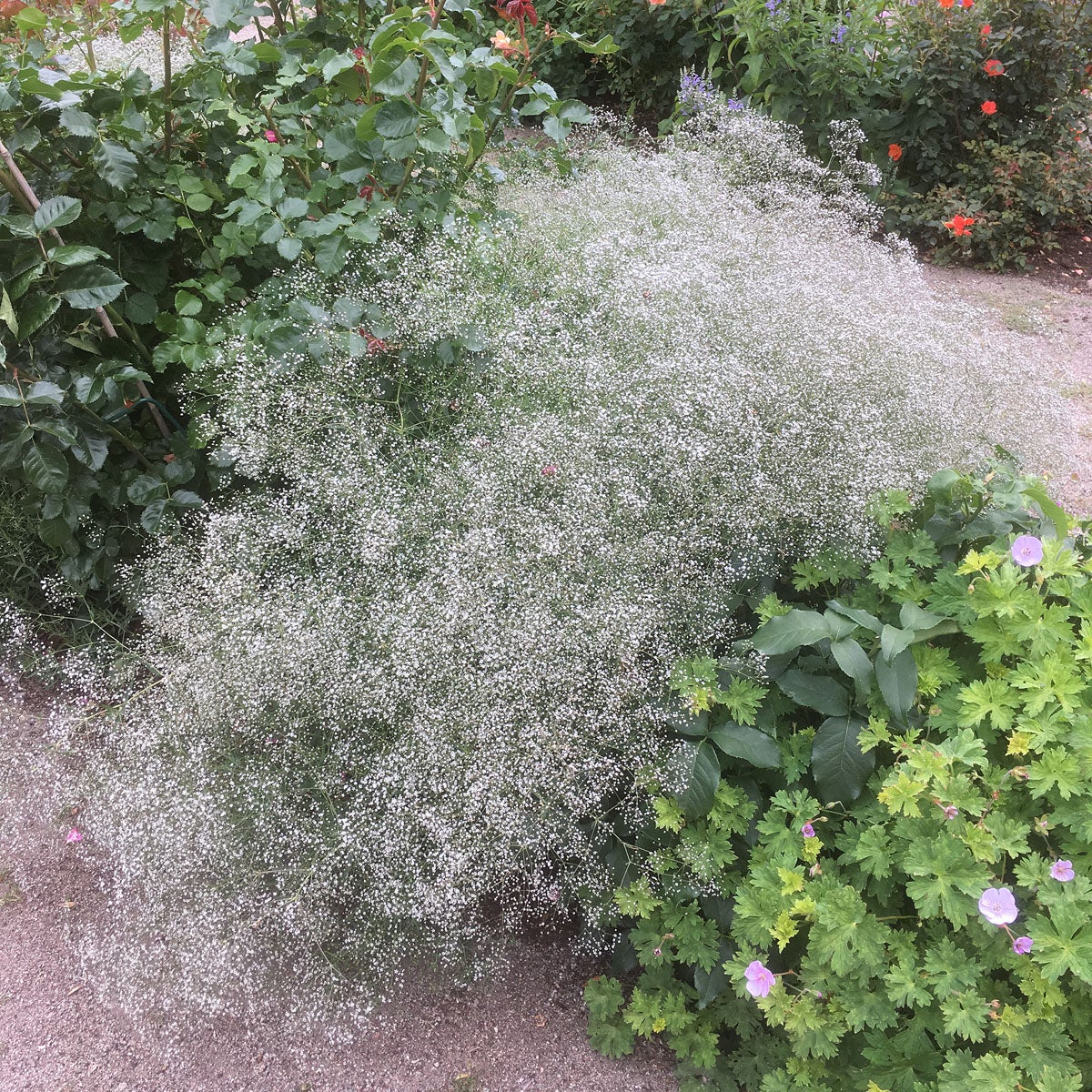 brudslöja