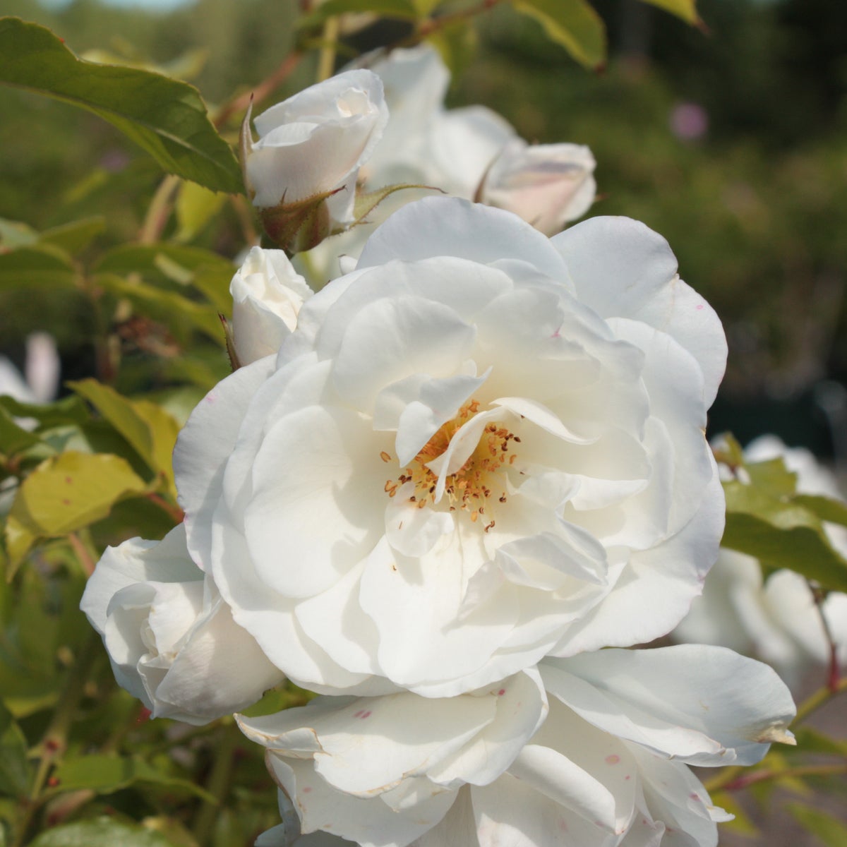 floribundaros Schneewittchen ('Korbin')