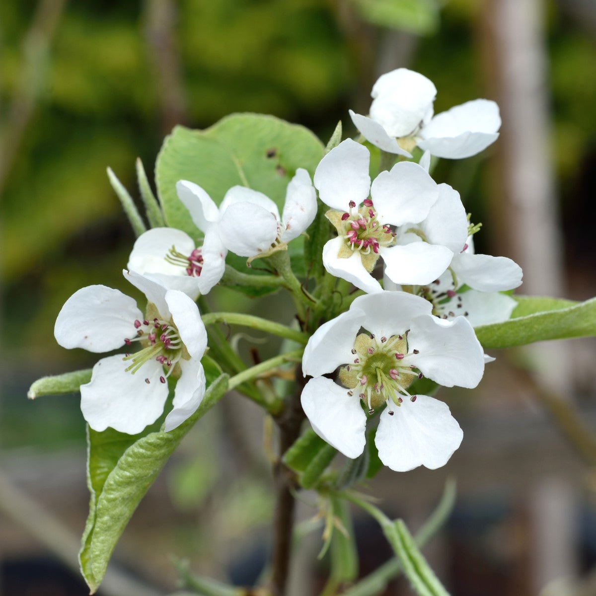 päron 'Augustipäron'