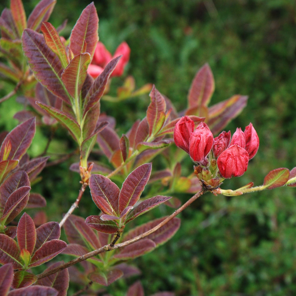 trädgårdsazalea 'Berryrose'