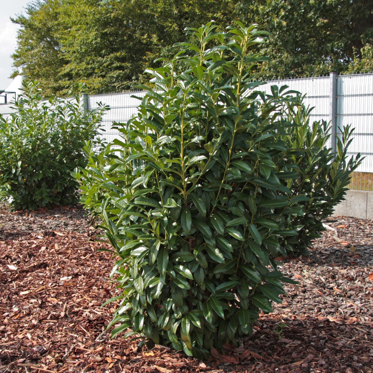 lagerhägg Genolia ('Mariblon'PBR)