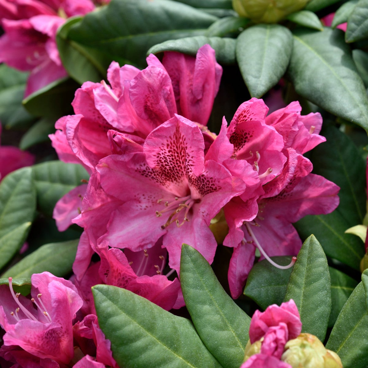 caucasicum-rododendron 'Cosmopolitan'