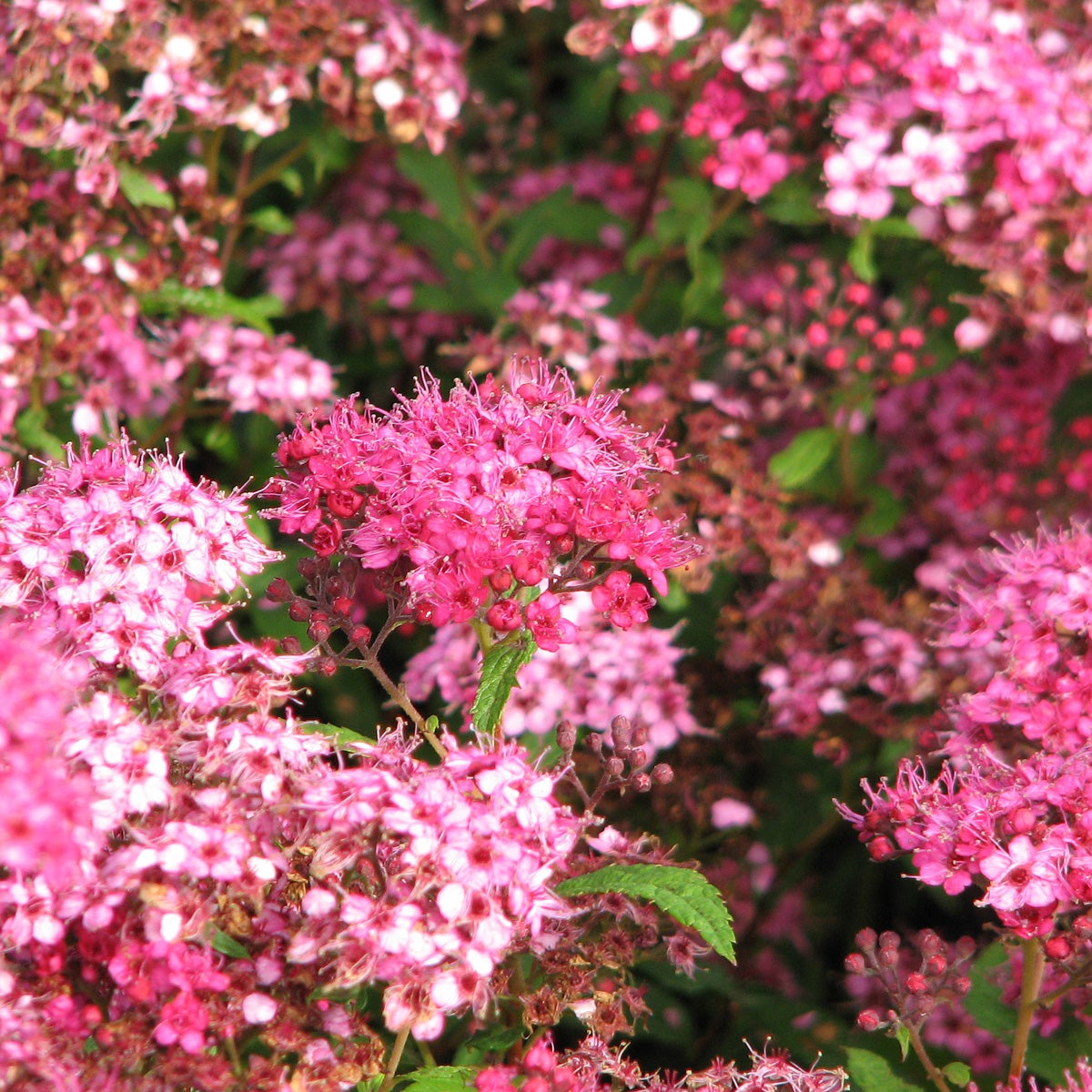 praktspirea 'Sapho'