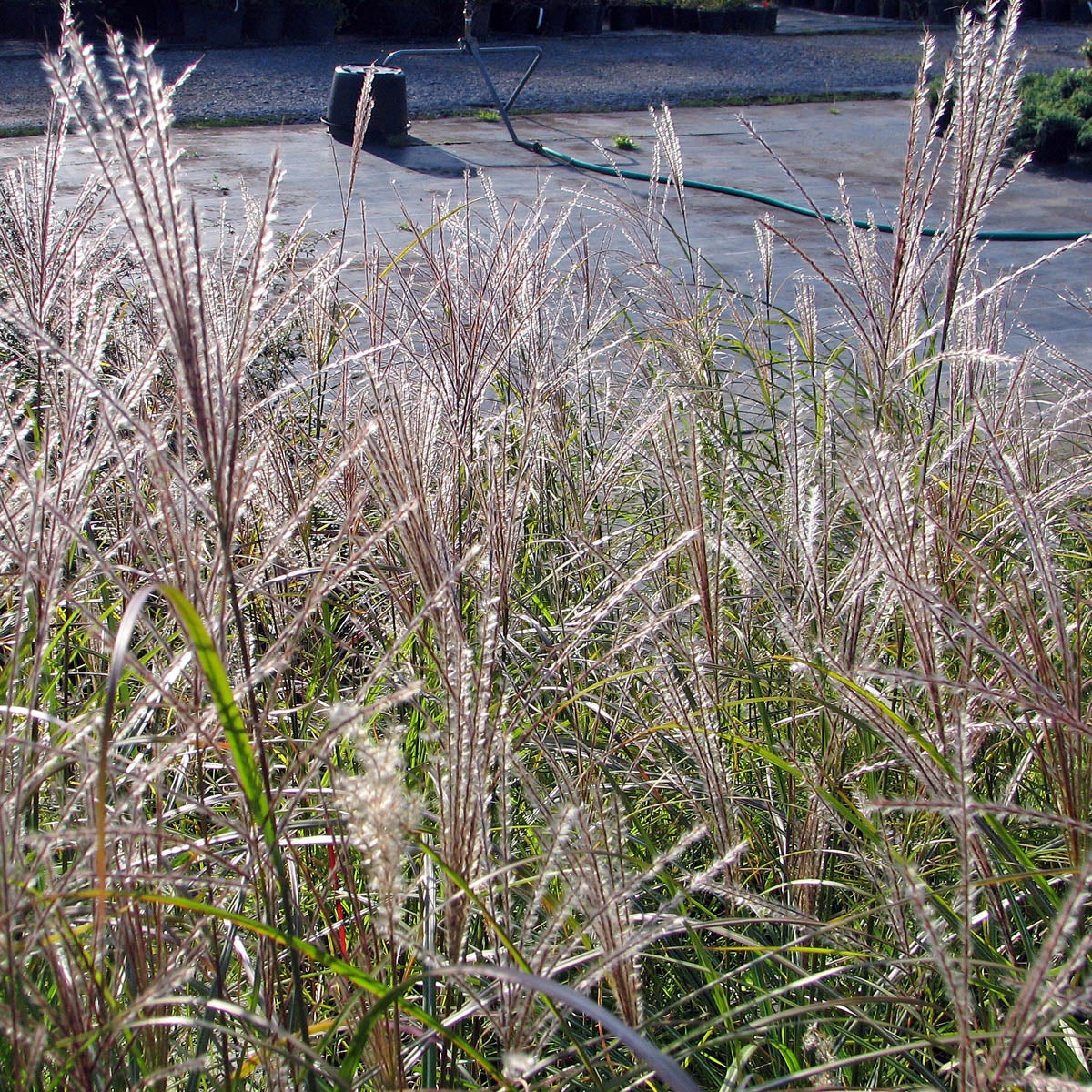 glansmiskantus 'Kleine Silberspinne'