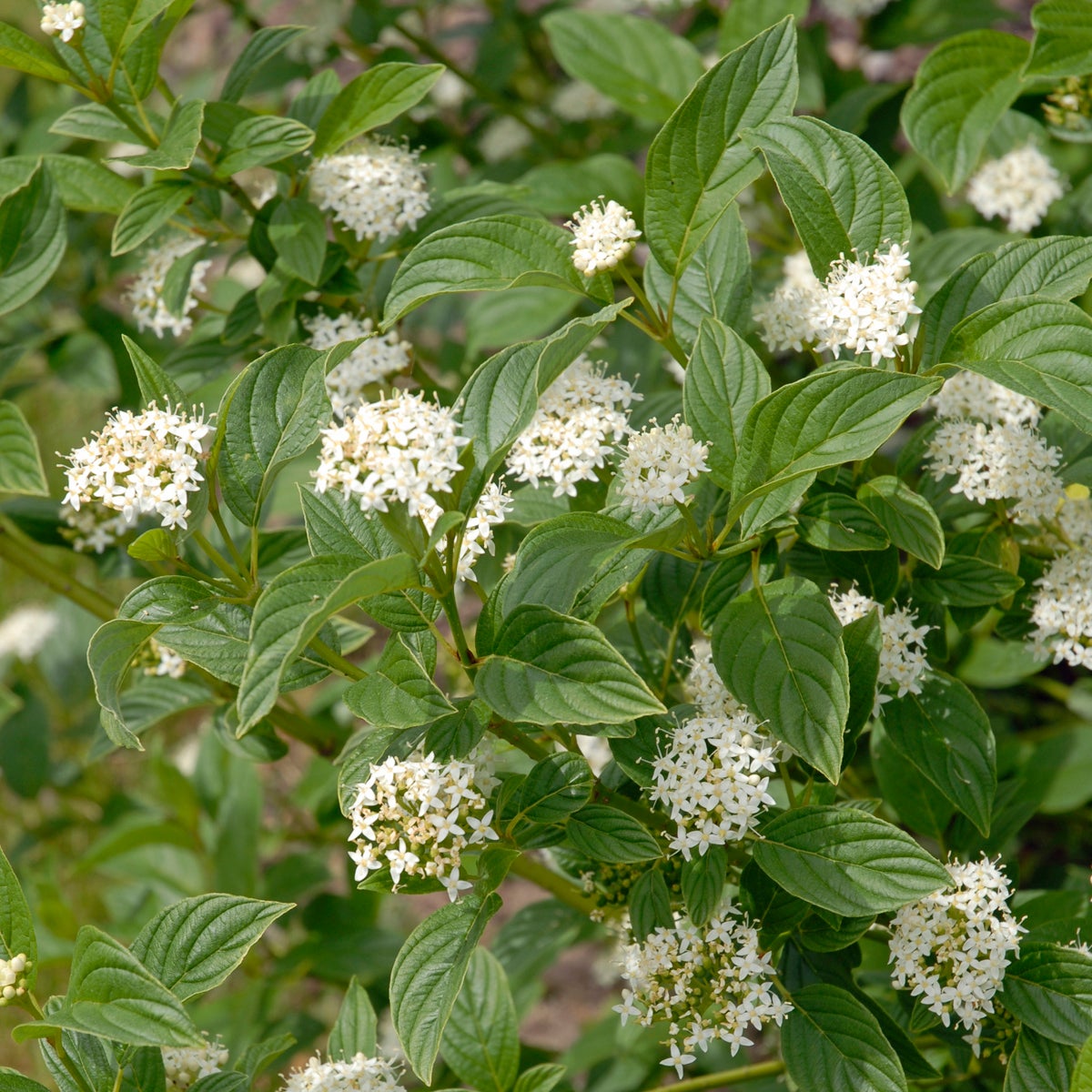 gullkornell